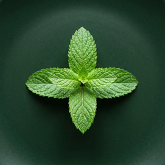 Menthol